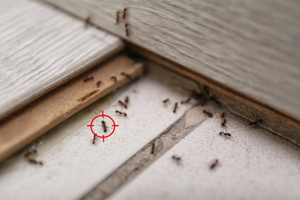 Best Pest Prevention Services  in Adel, IA