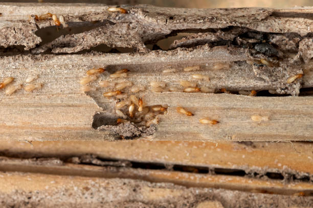 Best Pest Control Near Me in Adel, IA